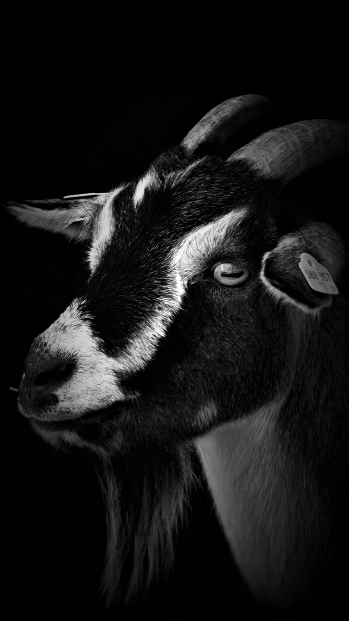 goat, portrait, animal, mammal, nature, dwarf goat