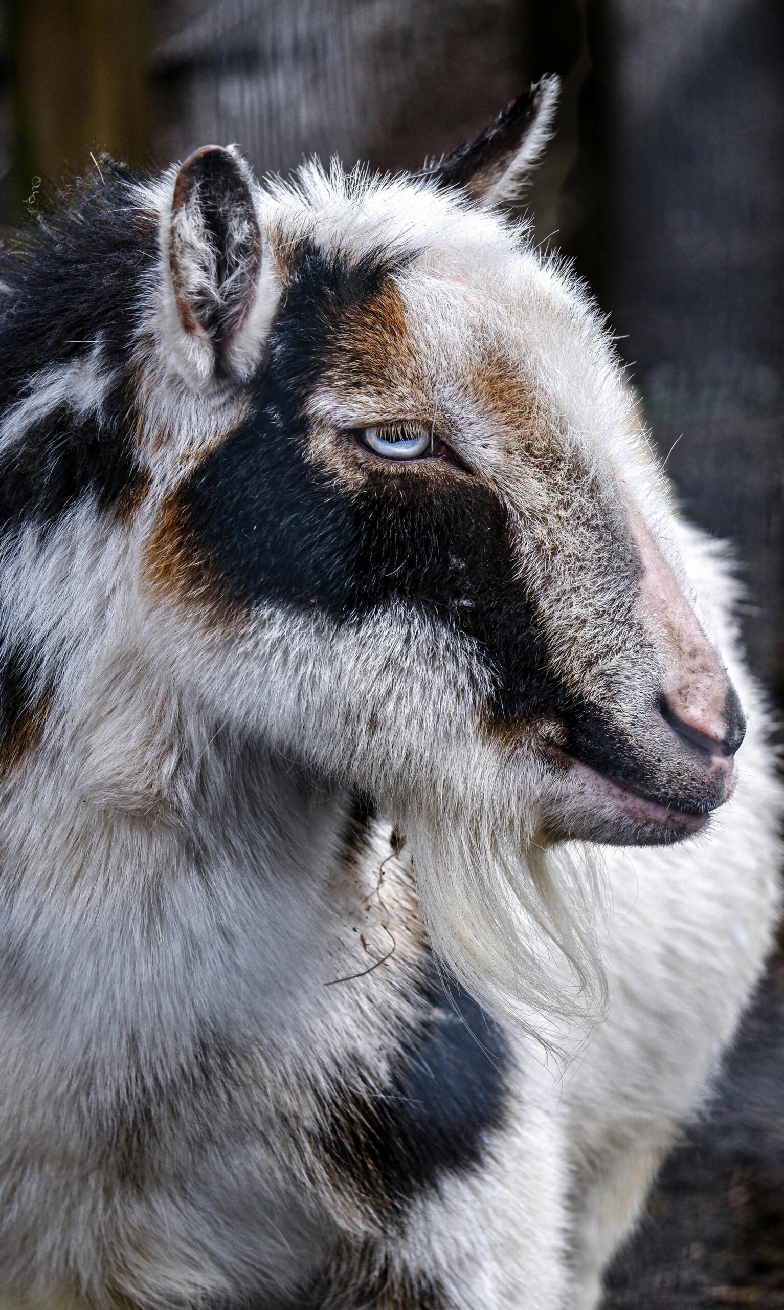 A detailed close-up shot of a multi-colored domestic goat looking calm and serene.